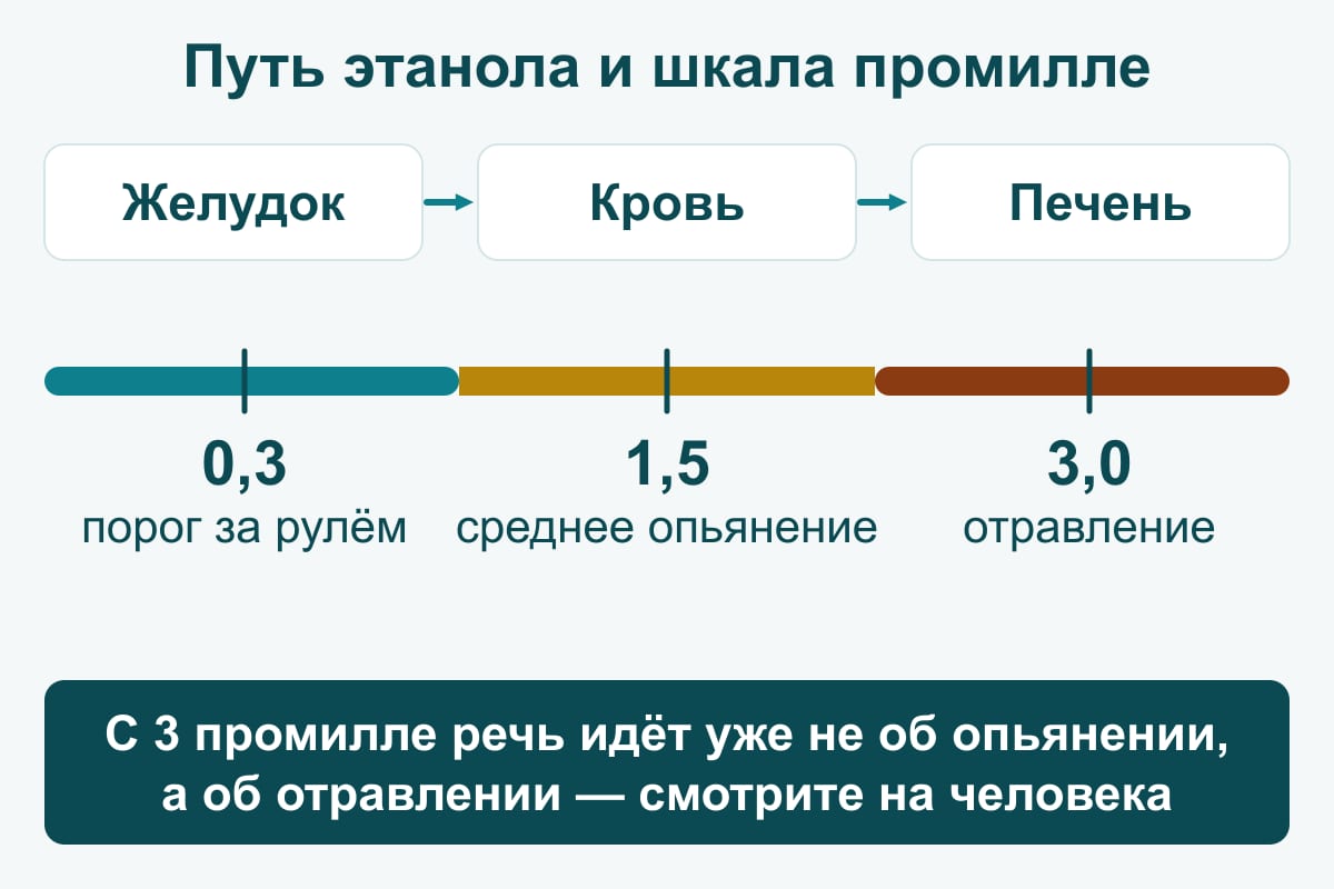 Схема: путь этанола (желудок, кровь, печень) и шкала промилле — 0,3 порог за рулём, 1,5 среднее опьянение, 3,0 отравление